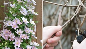 Które powojniki trzeba przyciąć po zimie i jak to zrobić, żeby bujnie zakwitły?
