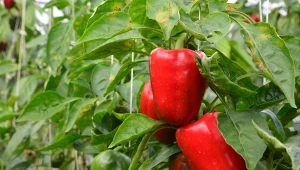 Doświadczeni ogrodnicy wybierają starą odmianę papryki. Krzaki uginają się od soczystych owoców