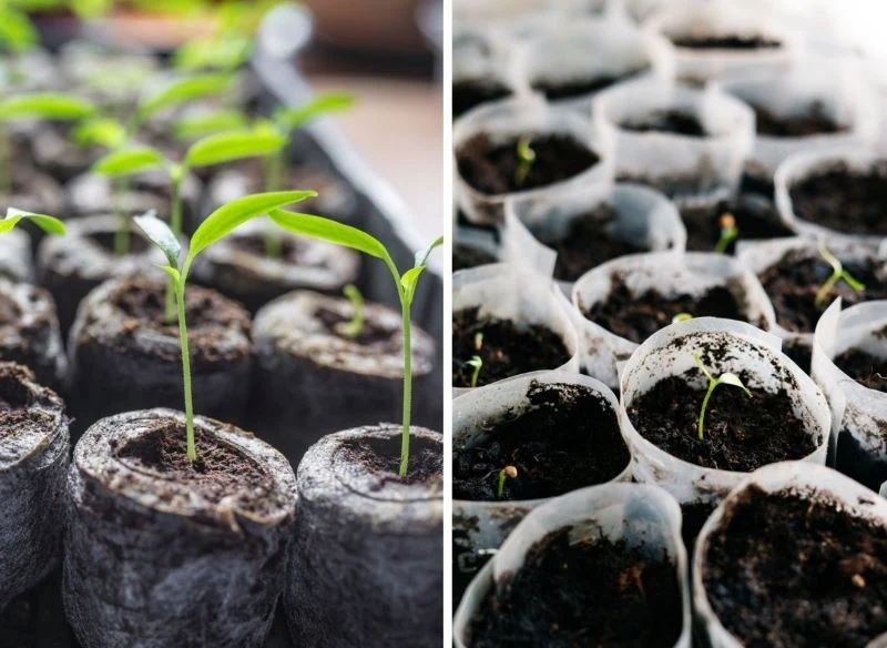 Wysiew na ulitkach z ziemią to praktyczna metoda, dzięki której zyskasz dziesiątki, a nawet setki sadzonek, zamiast kilkunastu doniczek