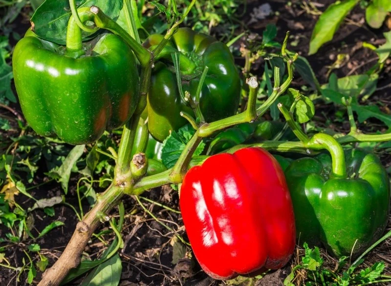 Papryka California Wonder jest odmianą bardzo plenną, o bardzo smacznych i soczystych owocach