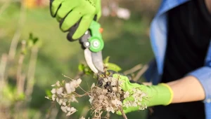 Przycinanie hortensji na przedwiośniu to jeden z najważniejszych zabiegów.