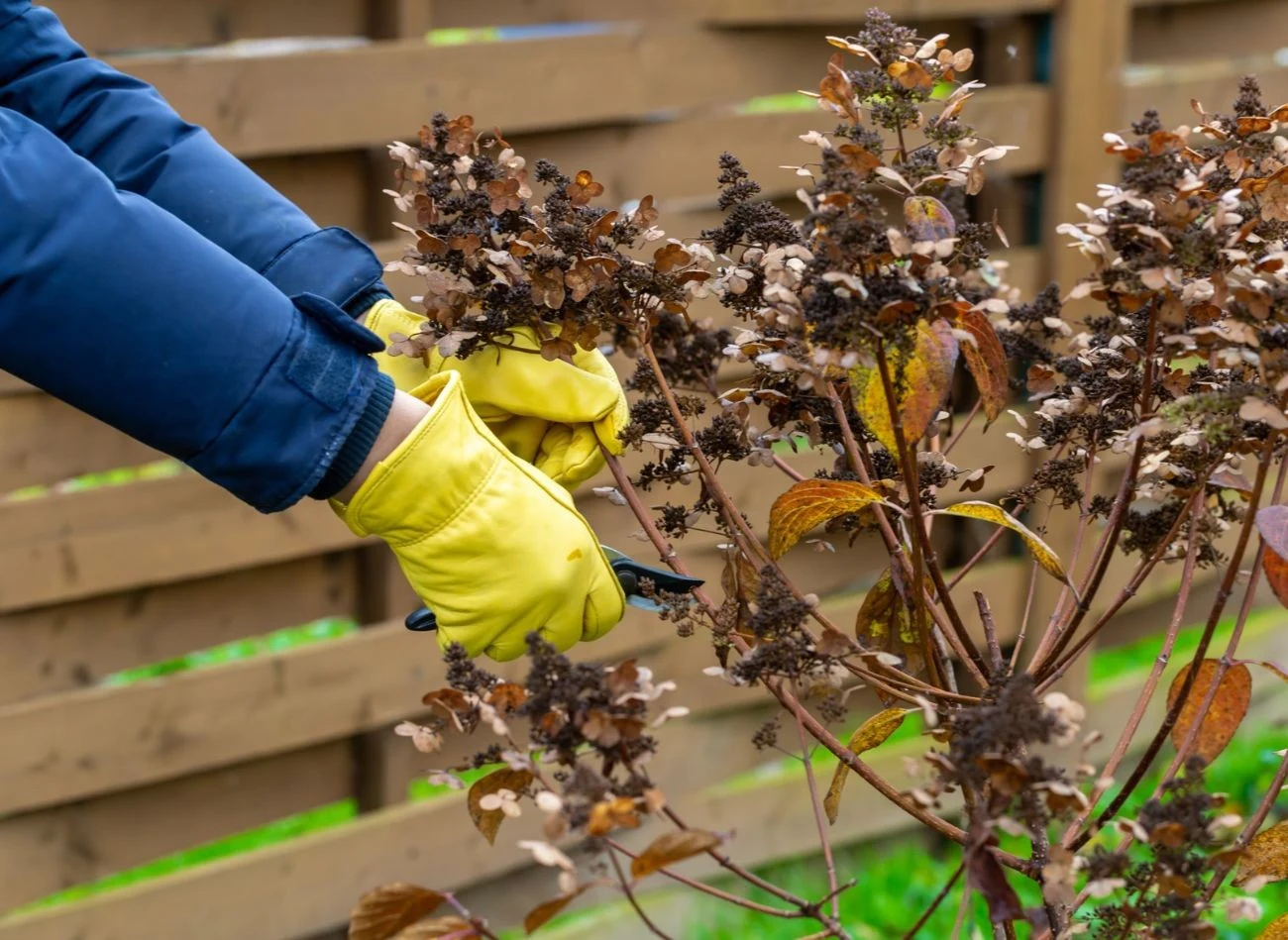 Przycinanie hortensji pobudza kwitnienie krzewu i ma wpływ na jego wzrost