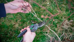 Prosty zabieg sprawi, że latem jaśminowiec obsypie się kwiatami.