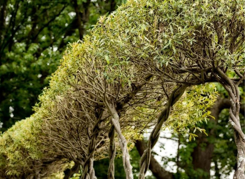 Formowanie i zaplatanie roślin pozwala na tworzenie rozmaitych konstrukcji, które odmienią każdy ogród
