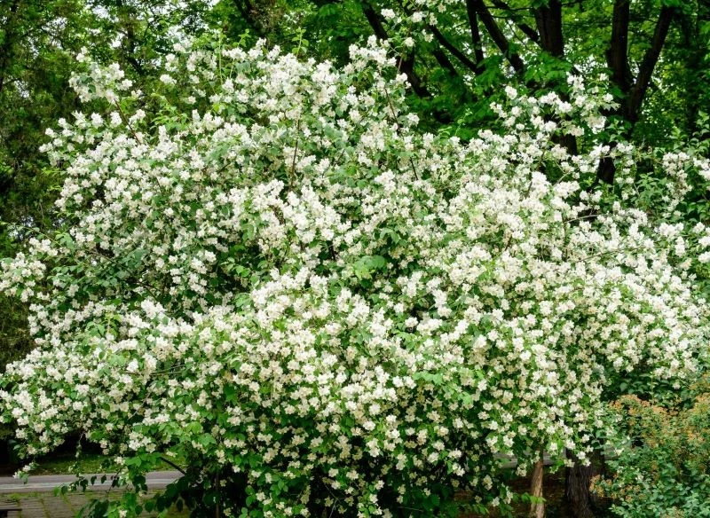 Jaśminowiec może mieć ok