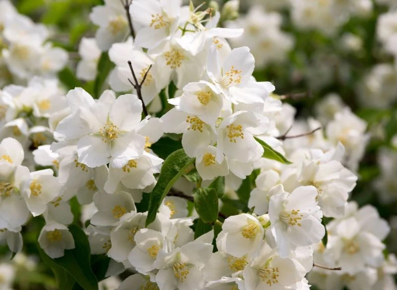 Kwiaty jaśminowca mają odurzający zapach