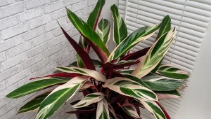 Stromanthe to egzotyczna roślina, która wyróżnia się barwnym ulistnieniem.