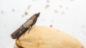 Pozbądź się obrzydliwych moli z kuchni w zaskakująco prosty sposób.