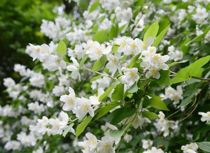 Cięcie sprawi, że jaśminowiec wonny bujnie zakwitnie