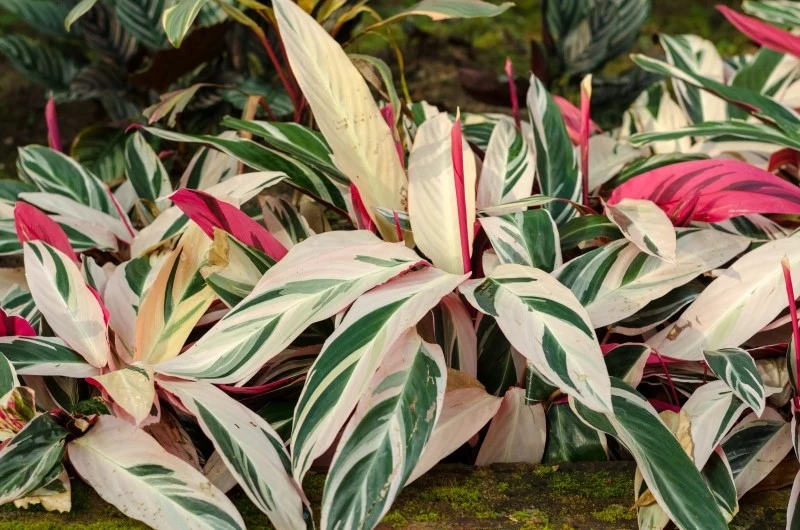 Stromanthe należy do roślin trudnych w uprawie, gdyż jest dość kapryśna