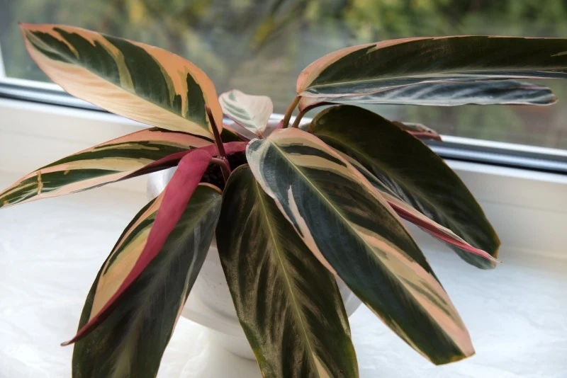 Stromanthe wymaga codziennego zraszania liści