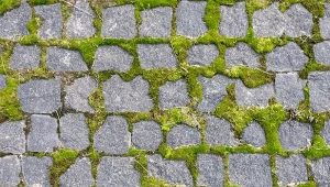 Jak pozbyć się mchu kostki brukowej, nie wydając dużych pieniędzy na mechaniczne czyszczenie, wypróbuj domowych metod.