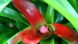 Jak pielęgnować bromelię w domu? Pilnujmy światła, regularnego podlewania rozety i bliskości owoców, jeśli chcemy, by zakwitła.