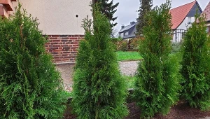 Puste miejsca pod tujami wyglądają nieatrakcyjnie. Co można tam posadzić?