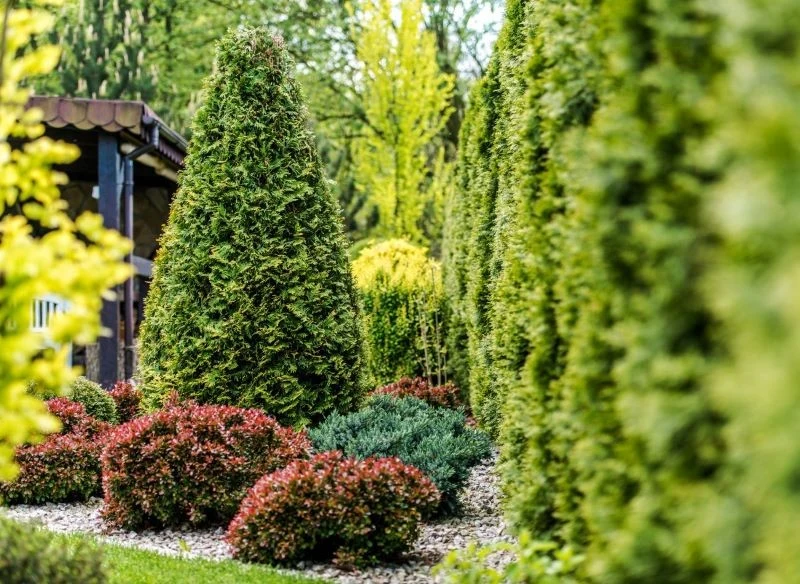 Przestrzeń wokół żywopłotu można ciekawie zaaranżować