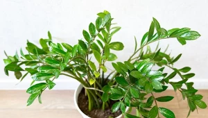 Aby pobudzić zamiokulkasa do wzrostu i tworzenia nowych liści, zrób odżywkę z jednej tabletki.