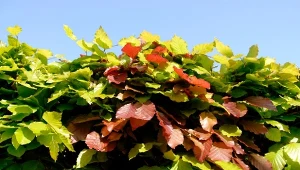 Buk idealnie nadaje się na żywopłot. Rośnie gęsto, nie zrzuca liści na zimę.