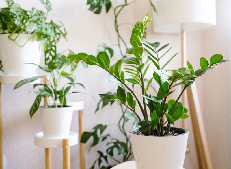 Zamiokulkas jest żelazną rośliną, ale niektórych rzeczy nie lubi