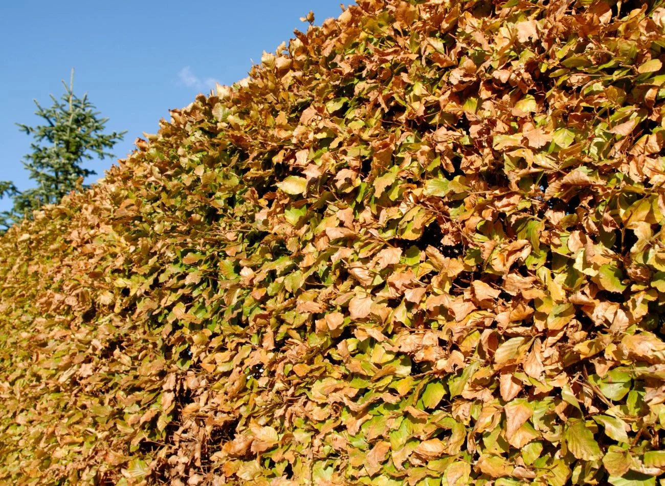 Podczas zmiany pór roku, zmienia się również kolor liści buka