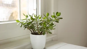 Podpowiadamy, gdzie postawić grubosza, aby przyciągnąć szczęście i dobrobyt do naszego życia.