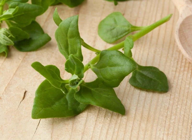 Trętwian czterorożny jest źródłem cennych witamin