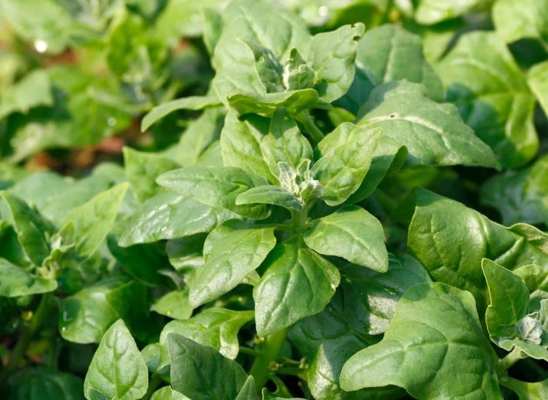 Najlepsze dla szpinaku nowozelandzkiego jest słoneczne stanowisko