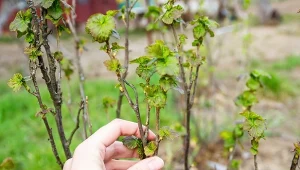 Krzaczki owocowe często zapadają na choroby i są atakowane przez szkodniki. Jak je przed tym uchronić?