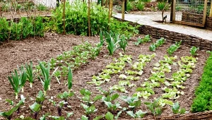 Jeśli chcemy, aby nasze warzywa rosły zdrowe i dorodne, należy zadbać o płodozmian.