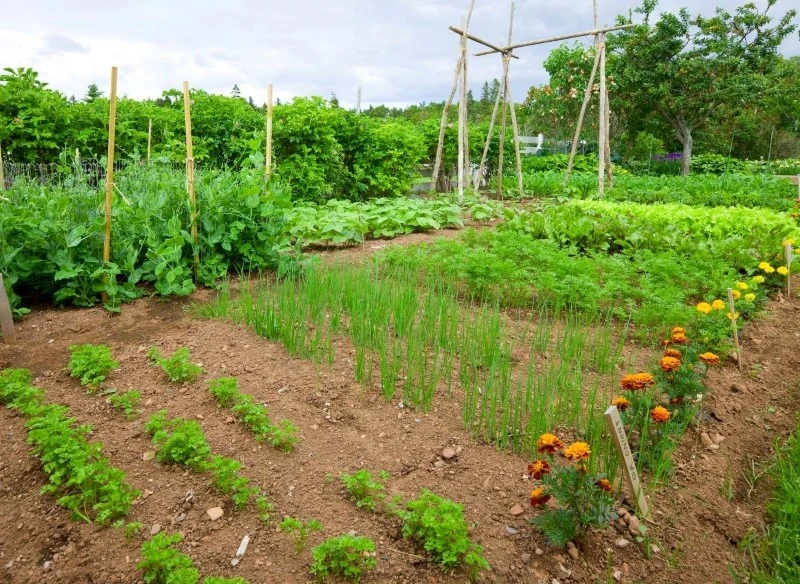 Płodozmian pozwala zmniejszyć ryzyko występowania chorób i szkodników