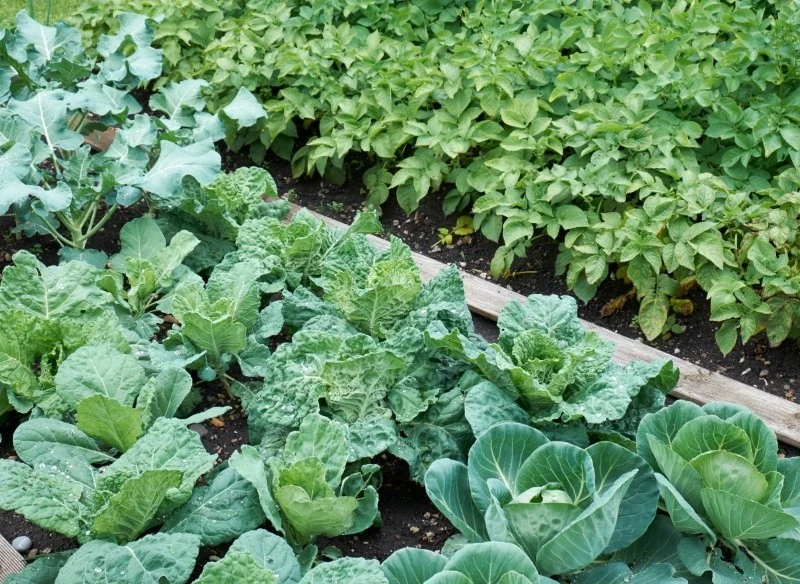 Płodozmian pozytywnie wpływa na jakość oraz wielkość plonu