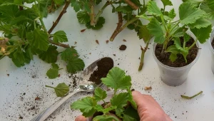 Zamiast kupować nowe pelargonie, można je rozmnożyć poprzez sadzonki.