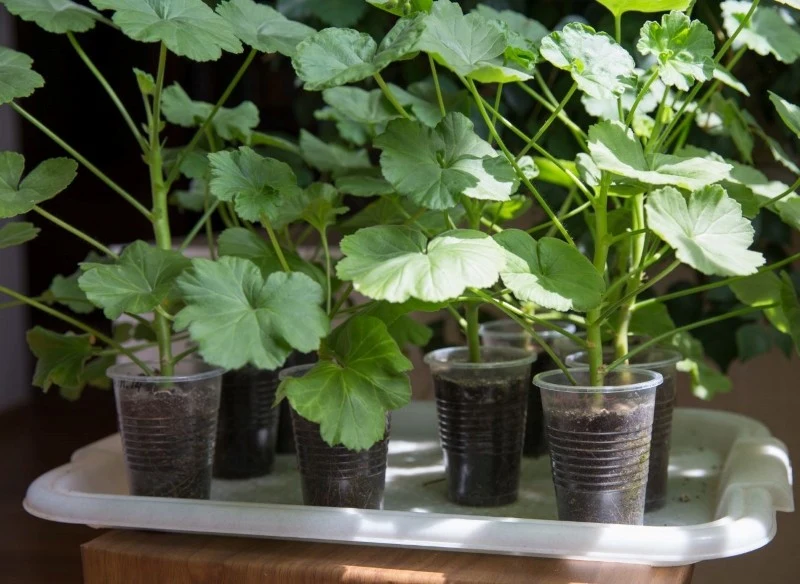 Sadzonki pelargonii można pobrać w lutym lub marcu