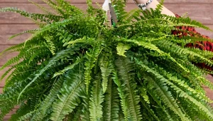 Chcesz, żeby twoja paprotka bujnie rosła i zachwycała zdrowym wyglądem? Podlej ją domowym nawozem.