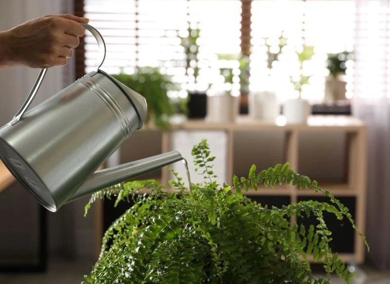 Błędy w podlewaniu są częstą przyczyną więdnięcia paprotki