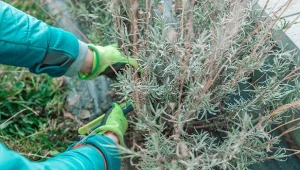 Wiosenne przycinanie lawendy trzeba zrobić najpóźniej na przełomie marca i kwietnia.