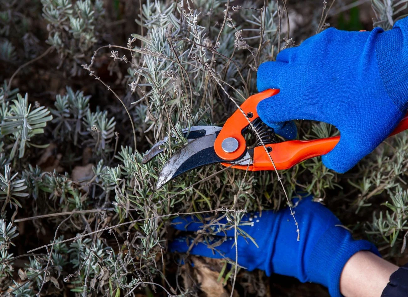 Podczas wiosennego cięcia lawendę formujemy na kształt kuli
