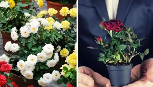 Jak dbać o miniaturowe róże w doniczce? Wystarczy kilka drobnych zabiegów, a ich wygląd będzie zachwycał obdarowaną osobę naprawdę długo. Fot. CanvaPro