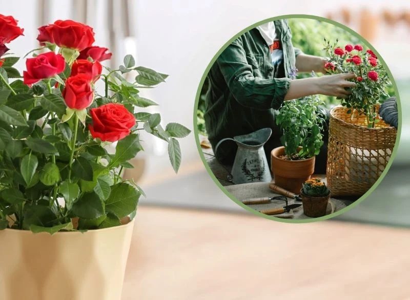 Róże miniaturowe doskonale mają się w domu, na balkonie czy werandzie, ale miejsce musi być jasne i osłonięte od wiatru