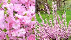 Migdałka trójklapowego można śmiało nazywać królem wiosny.