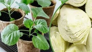 Przedstawiamy najlepsze odmiany kapusty, które warto wybrać do ogrodu.
