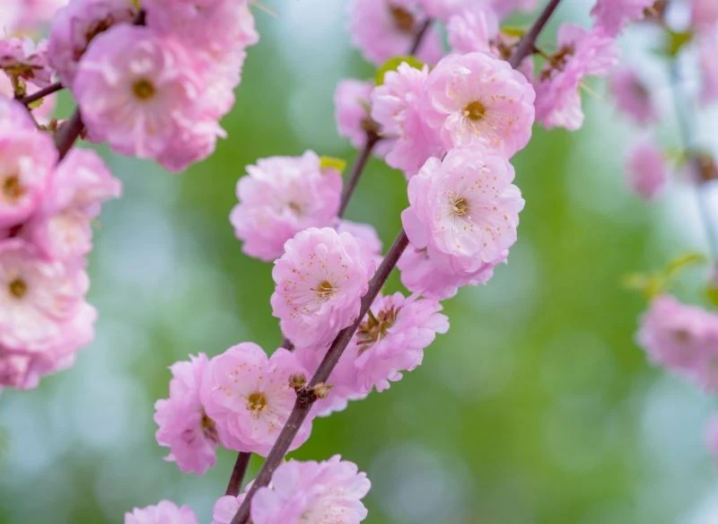 Kwiaty migdałka to jego najpiękniejsza ozdoba