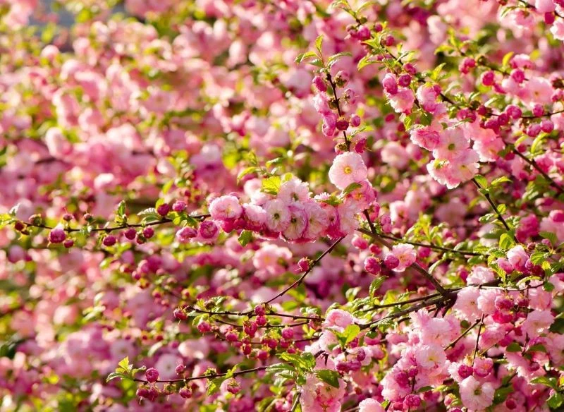 Migdałek najwspanialej zakwitnie na słonecznym stanowisku
