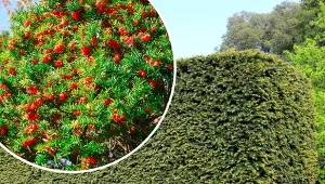 Żywopłot z cisa stanowi świetną alternatywę dla tui.