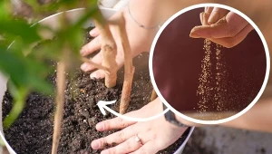 Zrób prostą rzecz, aby roślina doniczkowa przyjęła się po przesadzeniu.