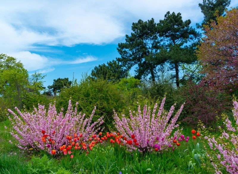 Migdałka warto posadzić w towarzystwie innych roślin kwitnących