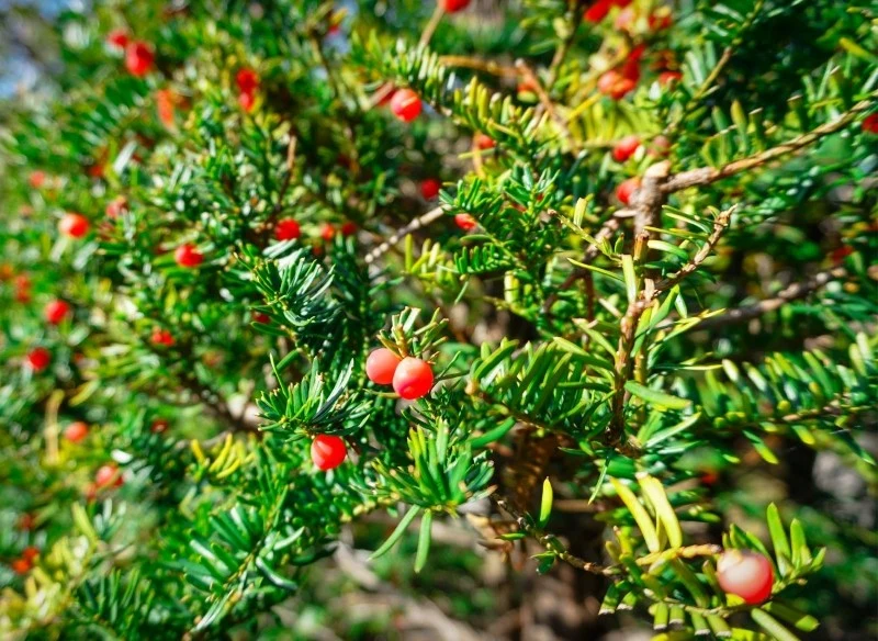Cis jest rośliną zimozieloną, dlatego żywopłot z niego będzie pięknie wyglądał również zimą