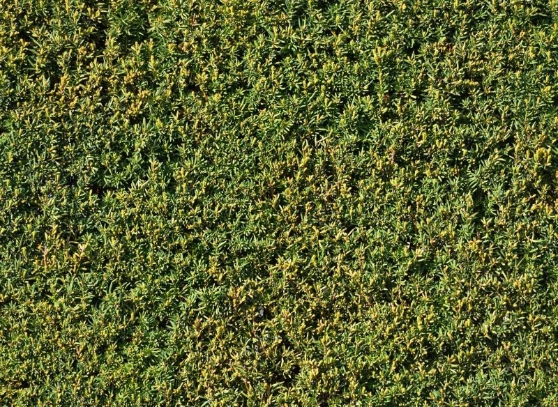 Cis ma zwarty pokrój, dlatego doskonale nadaje się na żywopłot