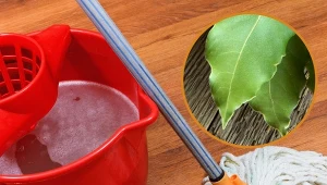 Liście laurowe – wszechstronna przyprawa nie tylko do kuchni, której działanie zapewni czystość w twoim domu.