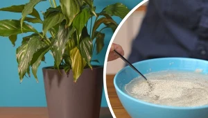 Twój skrzydłokwiat marnieje i nie chce kwitnąć? Zrób domową odżywkę, która pobudzi roślinę do życia.