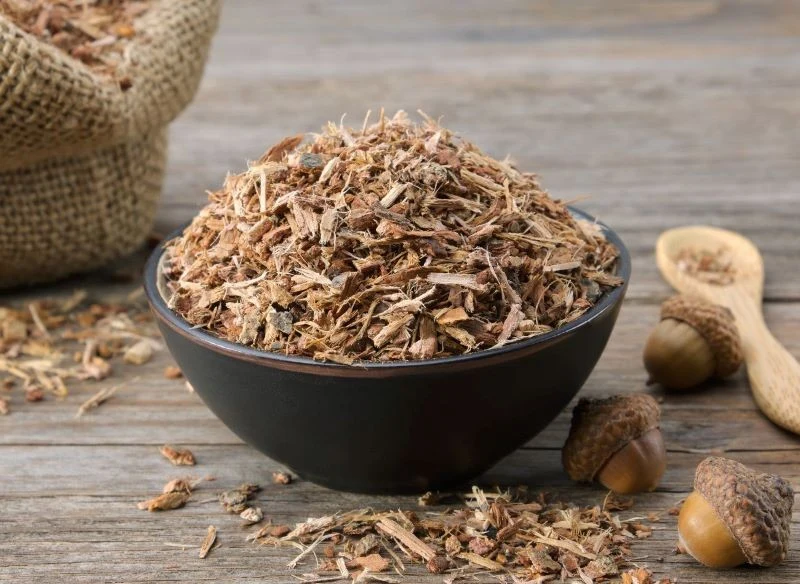 Kora dębu jest od lat stosowana w medycynie ludowej